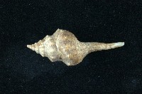 藏品(土豚拳螺)的圖片